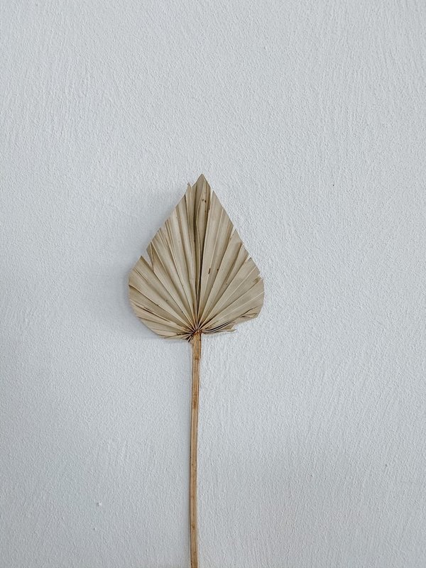 Palm Spear natur / 5 Stück