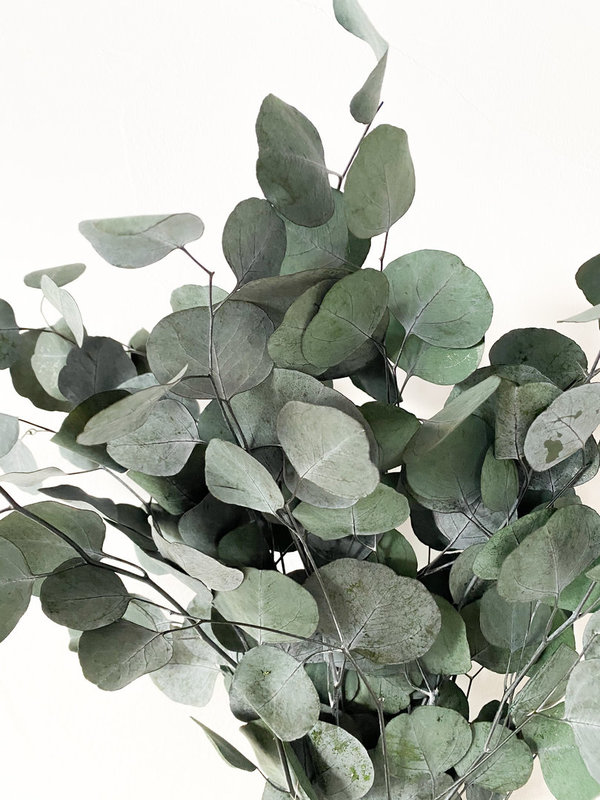 Eukalyptus Laub / Silbergrün